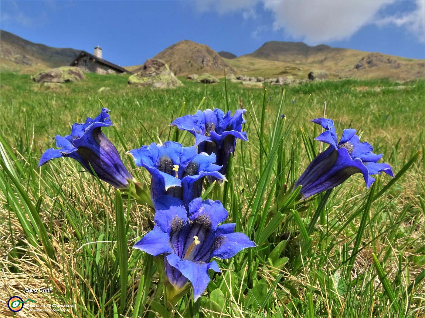 01 Gentiana acaulis (Genziana di Koch) ai Piani dell'Avaro .JPG